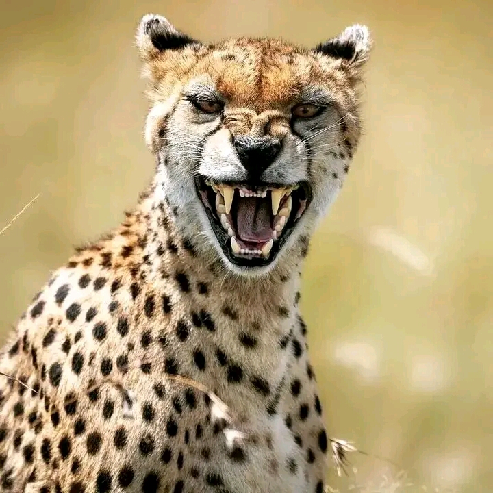 Cheetah Experience