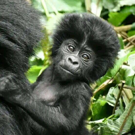 Kenya Safari & Gorilla Trekking