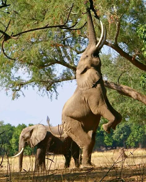 Luxury Victoria Falls & Hwange Safari