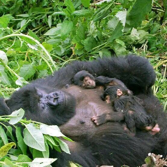 Rwanda Safari Holidays photo 2