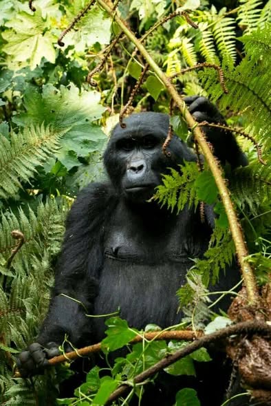 Rwanda Safari Holidays photo 3